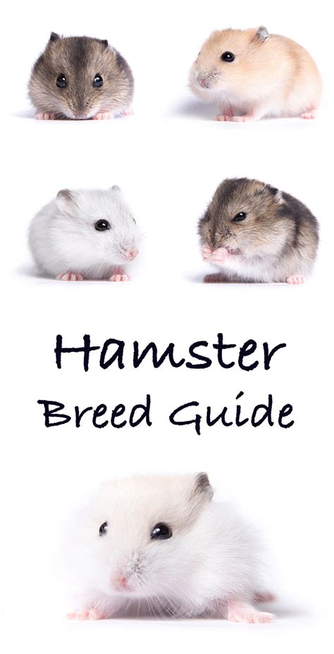 hamster.com wikipedia|hamster breeds.